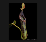 SPECIAL IMPORT 🌟 Nepenthes Platychila x Mollis ex Wistuba 📏 16-18cm