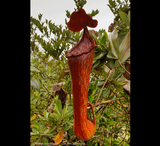 COLLECTORS ITEM 🌟 Nepenthes Pulchra (Mindanao, Philippines) * Wistuba 📏 8-10cm > Exact plant pictured