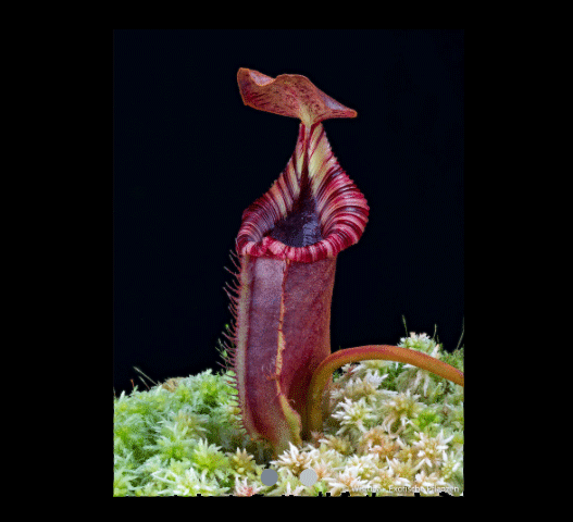 Nepenthes robcantleyi × lowii • Tropical pitcher • Wistuba seed grown
