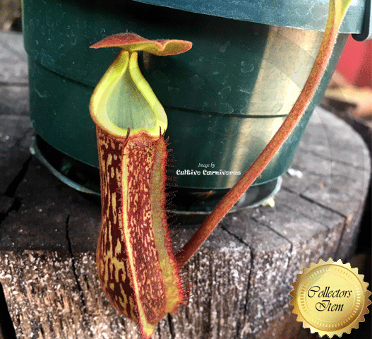 TROPICAL PITCHER PLANT: Nepenthes Rokko x Lowii x Veitchii x Boschiana for sale | Buy carnivorous plants and seeds online @ South Africa's leading online plant nursery, Cultivo Carnivores