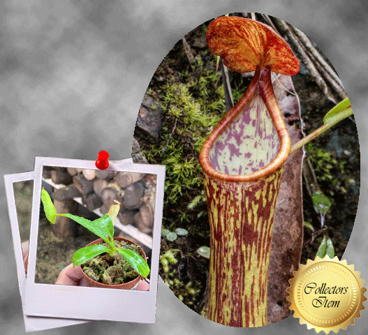 COLLECTORS ITEM 🌟 Nepenthes Cornuta (Mindanao, Philippines) * Wistuba 📏 6-8cm > Exact plant pictured