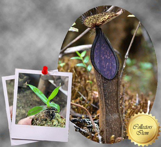 Nepenthes Nigra (Gunung Katopasa) • Tropical pitcher • Wistuba clone 1