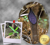 COLLECTORS ITEM 🌟 Nepenthes Nigra (Gunung Katopasa) * Wistuba 📏 4-6cm > Exact plant pictured