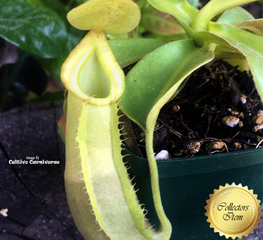 TROPICAL PITCHER PLANT: Nepenthes Spathulata x (Chaniana x Veitchii) for sale | Buy carnivorous plants and seeds online @ South Africa's leading online plant nursery, Cultivo Carnivores
