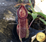 TROPICAL PITCHER PLANT: Nepenthes Spathulata x Hamata for sale | Buy carnivorous plants and seeds online @ South Africa's leading online plant nursery, Cultivo Carnivores