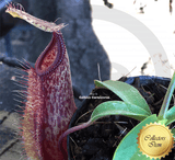 TROPICAL PITCHER PLANT: Nepenthes Spathulata x Hamata for sale | Buy carnivorous plants and seeds online @ South Africa's leading online plant nursery, Cultivo Carnivores