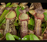 SPECIAL IMPORT 🌟 Nepenthes Spectabilis (Bandahara Giant) x Campanulata ex Wistuba 📏 16-18cm