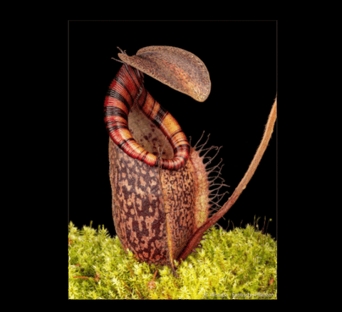 EARLY ACCESS > Nepenthes spectabilis (Giant) x undulatifolia AW * ISC * 20-22cm (bareroot)