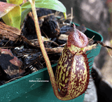 TROPICAL PITCHER PLANT: Nepenthes Spectabilis x Aristolochioides for sale | Buy carnivorous plants and seeds online @ South Africa's leading online plant nursery, Cultivo Carnivores