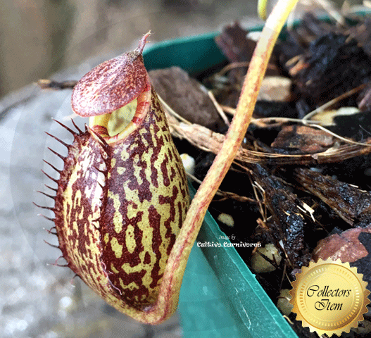 TROPICAL PITCHER PLANT: Nepenthes Spectabilis x Aristolochioides for sale | Buy carnivorous plants and seeds online @ South Africa's leading online plant nursery, Cultivo Carnivores