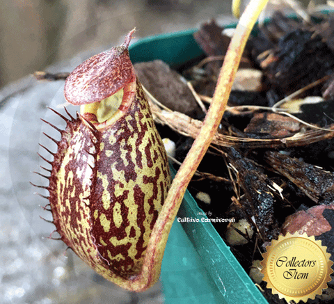TROPICAL PITCHER PLANT: Nepenthes Spectabilis x Aristolochioides for sale | Buy carnivorous plants and seeds online @ South Africa's leading online plant nursery, Cultivo Carnivores
