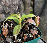 TROPICAL PITCHER PLANT: Nepenthes Spectabilis x Aristolochioides for sale | Buy carnivorous plants and seeds online @ South Africa's leading online plant nursery, Cultivo Carnivores