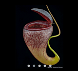 EARLY ACCESS > Nepenthes tenuis (West Sumatra) AW * Clone 01 * 12-15cm (bareroot)