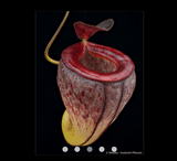 EARLY ACCESS > Nepenthes tenuis (West Sumatra) AW * Clone 01 * 12-15cm (bareroot)