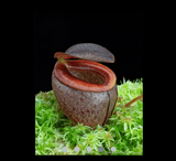 EARLY ACCESS > Nepenthes tenuis (West Sumatra) AW * Clone 01 * 12-15cm (bareroot)