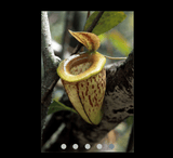 EARLY ACCESS > Nepenthes tenuis (West Sumatra) AW * Clone 01 * 12-15cm (bareroot)