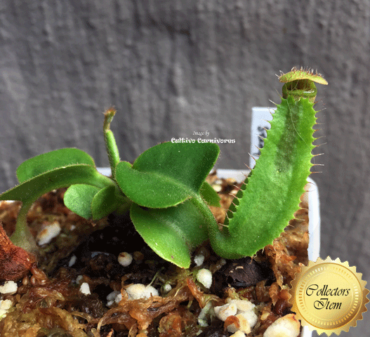 Nepenthes Truncata for sale * Buy rare carnivorous plants online @ Cultivo Carnivores South Africa