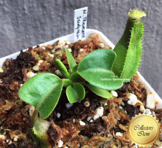 Nepenthes Truncata for sale * Buy rare carnivorous plants online @ Cultivo Carnivores South Africa