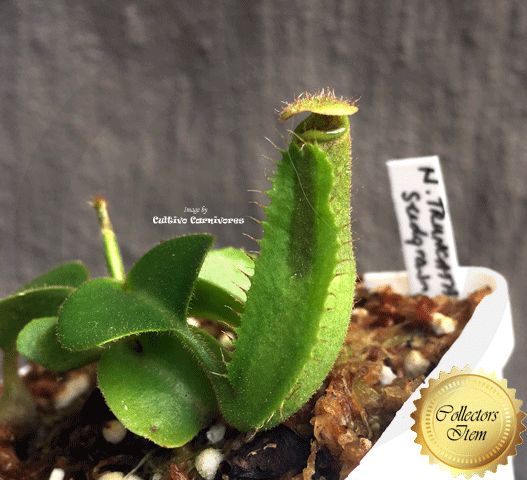 Nepenthes Truncata for sale * Buy rare carnivorous plants online @ Cultivo Carnivores South Africa