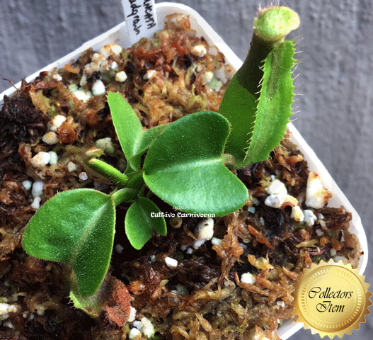 Nepenthes Truncata for sale * Buy rare carnivorous plants online @ Cultivo Carnivores South Africa