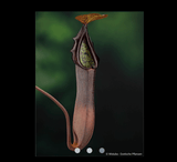 COLLECTORS ITEM 🌟 Nepenthes Truncata x Ramispina AW #106 > Exact plant pictured
