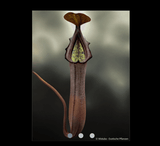 COLLECTORS ITEM 🌟 Nepenthes Truncata x Ramispina AW #106 > Exact plant pictured