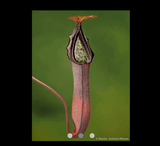 COLLECTORS ITEM 🌟 Nepenthes Truncata x Ramispina AW #106 > Exact plant pictured