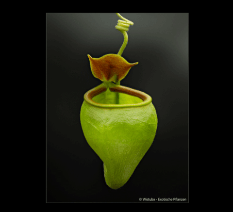EARLY ACCESS > Nepenthes undulatifolia (Sulawesi) AW * ISC * 10-12cm (bareroot)