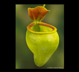 EARLY ACCESS > Nepenthes undulatifolia (Sulawesi) AW * ISC * 10-12cm (bareroot)