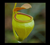 EARLY ACCESS > Nepenthes undulatifolia (Sulawesi) AW * ISC * 10-12cm (bareroot)