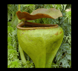 EARLY ACCESS > Nepenthes undulatifolia (Sulawesi) AW * ISC * 10-12cm (bareroot)