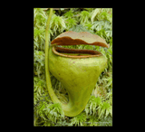 EARLY ACCESS > Nepenthes undulatifolia (Sulawesi) AW * ISC * 10-12cm (bareroot)