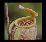 EARLY ACCESS > Nepenthes undulatifolia (Sulawesi) AW * ISC * 10-12cm (bareroot)