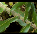 EARLY ACCESS > Nepenthes undulatifolia (Sulawesi) AW * ISC * 10-12cm (bareroot)