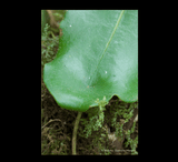 EARLY ACCESS > Nepenthes undulatifolia (Sulawesi) AW * ISC * 10-12cm (bareroot)