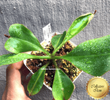 COLLECTORS ITEM 🌟 Nepenthes Veitchii x Lowii AW #109 > Exact plant pictured