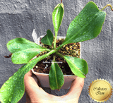 COLLECTORS ITEM 🌟 Nepenthes Veitchii x Lowii AW #109 > Exact plant pictured