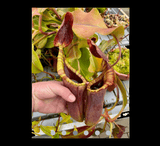 COLLECTORS ITEM 🌟 Nepenthes Veitchii x Lowii AW #109 > Exact plant pictured