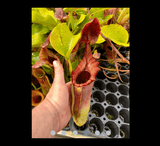 COLLECTORS ITEM 🌟 Nepenthes Veitchii x Lowii AW #109 > Exact plant pictured