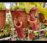 COLLECTORS ITEM 🌟 Nepenthes Veitchii x Lowii AW #109 > Exact plant pictured