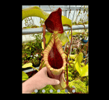 COLLECTORS ITEM 🌟 Nepenthes Veitchii x Lowii AW #109 > Exact plant pictured