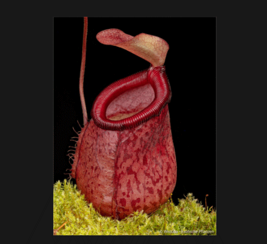 Nepenthes Ventricosa x Undulatifolia * Seedgrown * Wistuba * Leafspan 30-35cm