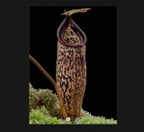 EARLY ACCESS > Nepenthes vogelii x talangensis AW * ISC * 20-22cm (bareroot)