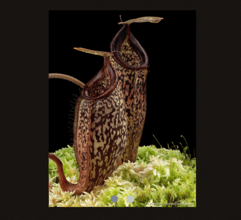 EARLY ACCESS > Nepenthes vogelii x talangensis AW * ISC * 20-22cm (bareroot)