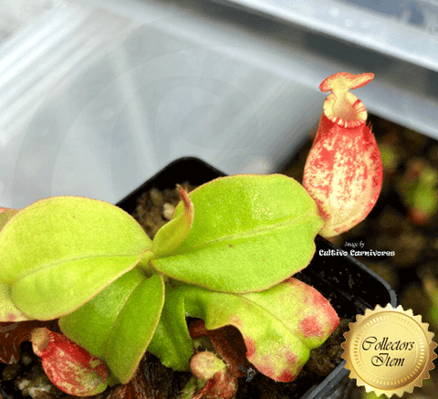 Nepenthes x Majin Bu from DIFLORA * Carnivorous plants for sale @ Cultivo Carnivores South Africa