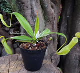 TROPICAL PITCHER PLANT: Nepenthes Reinwardtiana Plant C for sale | Buy carnivorous plants and seeds online @ South Africa's leading online plant nursery, Cultivo Carnivores