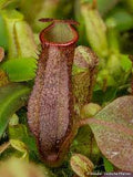 COLLECTORS ITEM 🌟 Nepenthes (Campanulata x Maxima) x Eymae (Katopasa) AW #9 > Exact plant pictured