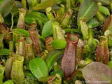 COLLECTORS ITEM 🌟 Nepenthes (Campanulata x Maxima) x Eymae (Katopasa) AW #9 > Exact plant pictured