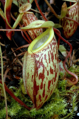 EARLY ACCESS > Nepenthes glabrata (Sulawesi) AW * 01 * 15-18cm (bareroot)
