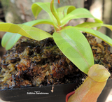 TROPICAL PITCHER PLANT: Nepenthes Ventricosa x Burkei for sale | Buy carnivorous plants and seeds online @ South Africa's leading online plant nursery, Cultivo Carnivores